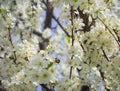 Blossoming plum tree flowers on a Sunny spring day in Greece Royalty Free Stock Photo