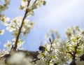 Blossoming plum tree flowers on a Sunny spring day in Greece Royalty Free Stock Photo