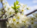 Blossoming plum tree flowers on a Sunny spring day in Greece Royalty Free Stock Photo