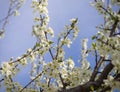 Blossoming plum tree flowers on a Sunny spring day in Greece Royalty Free Stock Photo