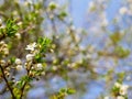 Blossoming plum tree at sprigtime, shallow depth of field Royalty Free Stock Photo