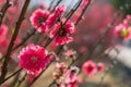Plum blossoms on tree branches with sun glares on flower petals. Royalty Free Stock Photo