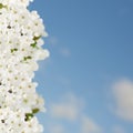 Blossoming Plum Tree Royalty Free Stock Photo