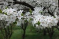 Blossoming plum trees in the orchard in spring Royalty Free Stock Photo