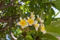 Blossoming plumaria & x28;monoi& x29; flowers. Royalty Free Stock Photo