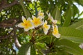 Blossoming plumaria & x28;monoi& x29; flowers. Royalty Free Stock Photo