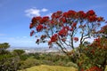 Blossoming pohutukawa tree Metrosideros excelsa, New Zealand christmas tree