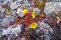 Blossoming polar flowers, buttercup Lapland. Royalty Free Stock Photo