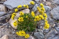 Blossoming polar flowers, buttercup Lapland. Royalty Free Stock Photo