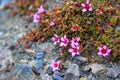 Blossoming polar flowers, saxifrage. Royalty Free Stock Photo