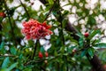 A red delicate flower of a pomegranate. Royalty Free Stock Photo