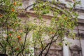 Blossoming pomegranate tree against Rome architecture Royalty Free Stock Photo