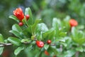 Blossoming pomegranate on a tree branch, close-up. High quality