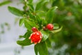 Blossoming pomegranate tree Royalty Free Stock Photo