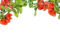 Blossoming pomegranate tree branches on white Royalty Free Stock Photo