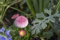 blossoming pompom dahlia flower, Stuttgart Royalty Free Stock Photo