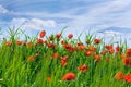 Blossoming poppies