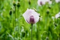 Blossoming poppies flowers. Flowering Poppy-heads field Royalty Free Stock Photo