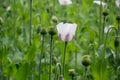 Blossoming poppies flowers. Flowering Poppy-heads field Royalty Free Stock Photo