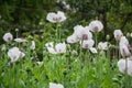 Blossoming poppies flowers. Flowering Poppy-heads field Royalty Free Stock Photo