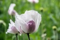 Blossoming poppies flowers. Flowering Poppy-heads field Royalty Free Stock Photo