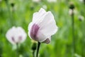 Blossoming poppies flowers. Flowering Poppy-heads field Royalty Free Stock Photo