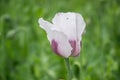 Blossoming poppies flowers. Flowering Poppy-heads field Royalty Free Stock Photo