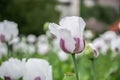 Blossoming poppies flowers. Flowering Poppy-heads field Royalty Free Stock Photo