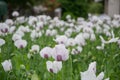 Blossoming poppies flowers. Flowering Poppy-heads field Royalty Free Stock Photo