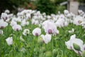 Blossoming poppies flowers. Flowering Poppy-heads field Royalty Free Stock Photo