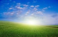 Blossoming Potato Field Royalty Free Stock Photo