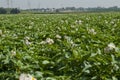 Blossoming Potato field Royalty Free Stock Photo