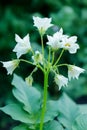 Blossoming of potato fields, potatoes plants Royalty Free Stock Photo