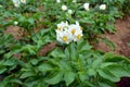 Flowering potato fields in the summer month of July.