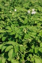 Blossoming of potato fields, potatoes plants with white flowers Royalty Free Stock Photo