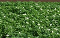 Blossoming potato plants