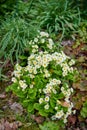 Blossoming primrose flowers in a natural habitat on a sunny day. A bright flowering Primula acaulis plant blooming in a