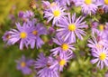 Blossoming purple asters in the garden