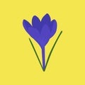 Blossoming purple crocus flower. First spring flowers