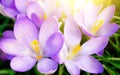 Blossoming purple crocus flowers in sunlight Royalty Free Stock Photo