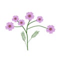 Blossoming of Purple Yarrow Flowers or Achillea Millefolium Flowers