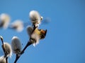 Blossoming pussy-willow in spring with bumblebee. The first signs of spring expressions: blooming willow-catkins Royalty Free Stock Photo