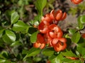 Blossoming quince Japanese (Chaenomeles japonica) Royalty Free Stock Photo