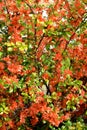 The blossoming quince Japanese Chaenomeles japonica Thunb. Lindl. ex Spach Royalty Free Stock Photo
