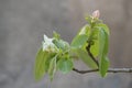 Blossoming quince tree, spring time Royalty Free Stock Photo