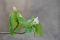 Blossoming quince tree, spring time Royalty Free Stock Photo