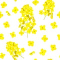Blossoming Rapeseed seamless pattern isolated. Canola or colza. Brassica napus. Blooming rape yellow flowers. Spring