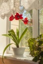 Blossoming red hippeastrum on the window Royalty Free Stock Photo