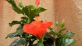 Blossoming of red ibiscus in greenhouse