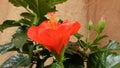 Blossoming of red ibiscus in greenhouse